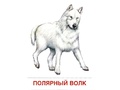 Демонстрационные картинки СУПЕР в папке. Животные холодных широт (16 шт.)