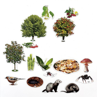 Набор магнитных карточек Многообразие растений и животных в лесном сообществе? (Лес, тема 8)