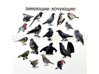 Набор магнитных карточек Зимующие и кочующие птицы (к плакату Птицы, тема 5)