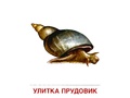 Демонстрационные картинки СУПЕР. Обитатели рек и озер (16 шт.) в папке
