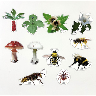 Набор магнитных карточек Лесные опасности? (к плакату Лес, тема 10)